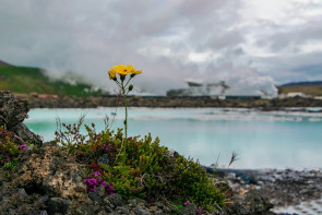 Klimatvnlig resa till Island