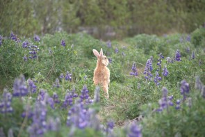 En rd kanin sitter i ett flt av lila lupiner