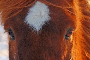 Islandshäst i närbild
