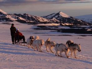 Hundar som drar en släde över snön