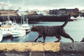 Gör som katten, utforska Reykjavik i din takt!